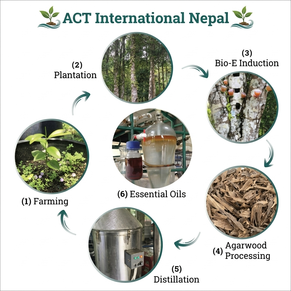 Agarwood Plantation Program image